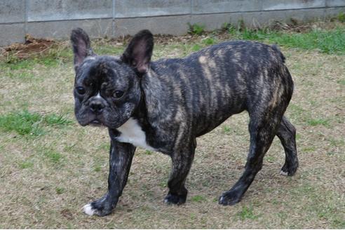 成約済の茨城県のフレンチブルドッグ-136992の3枚目